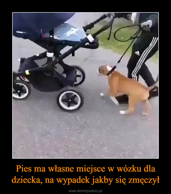 Pies ma własne miejsce w wózku dla dziecka, na wypadek jakby się zmęczył –  