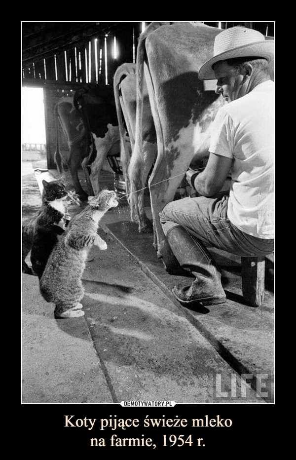 Koty pijące świeże mlekona farmie, 1954 r. –  