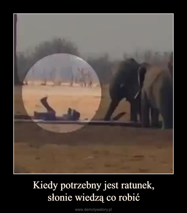 Kiedy potrzebny jest ratunek,słonie wiedzą co robić –  