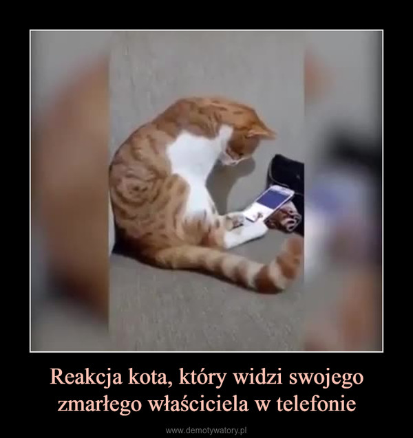 Reakcja kota, który widzi swojego zmarłego właściciela w telefonie –  