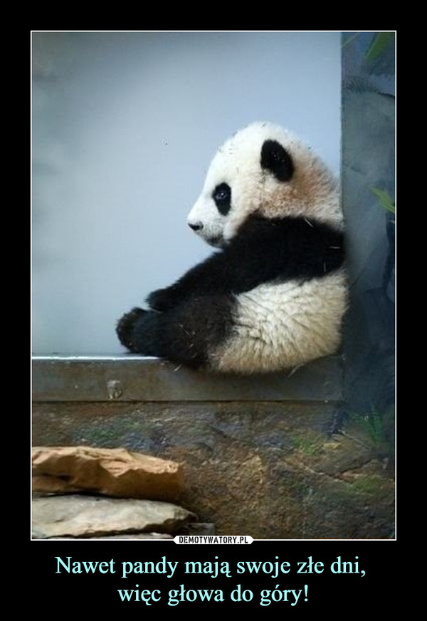 Nawet pandy mają swoje złe dni, więc głowa do góry! –  