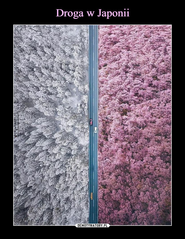 Droga w Japonii