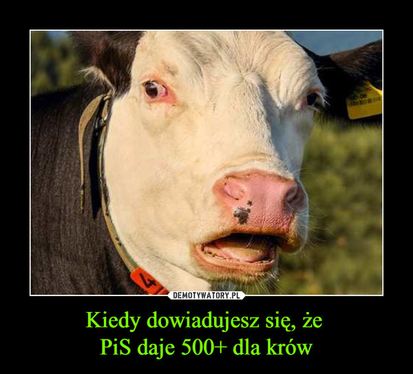Kiedy dowiadujesz się, że PiS daje 500+ dla krów –  