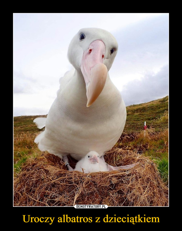 Uroczy albatros z dzieciątkiem