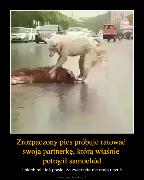 Zrozpaczony pies próbuje ratować swoją partnerkę, którą właśnie potrącił samochód – I niech mi ktoś powie, że zwierzęta nie mają uczuć 