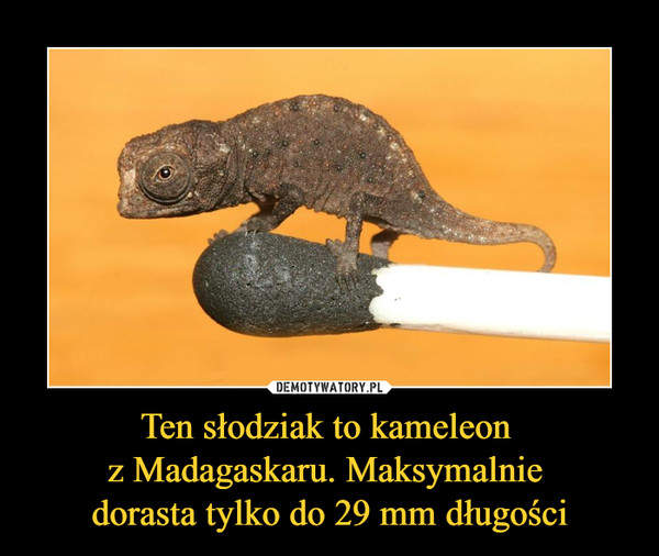 Ten słodziak to kameleon 
z Madagaskaru. Maksymalnie 
dorasta tylko do 29 mm długości