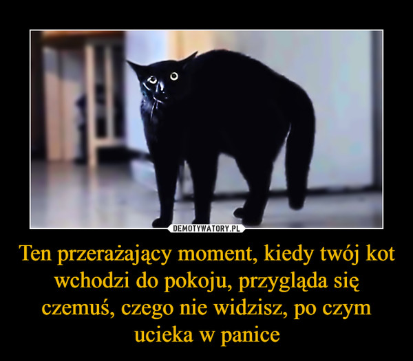 Ten przerażający moment, kiedy twój kot wchodzi do pokoju, przygląda się czemuś, czego nie widzisz, po czym ucieka w panice