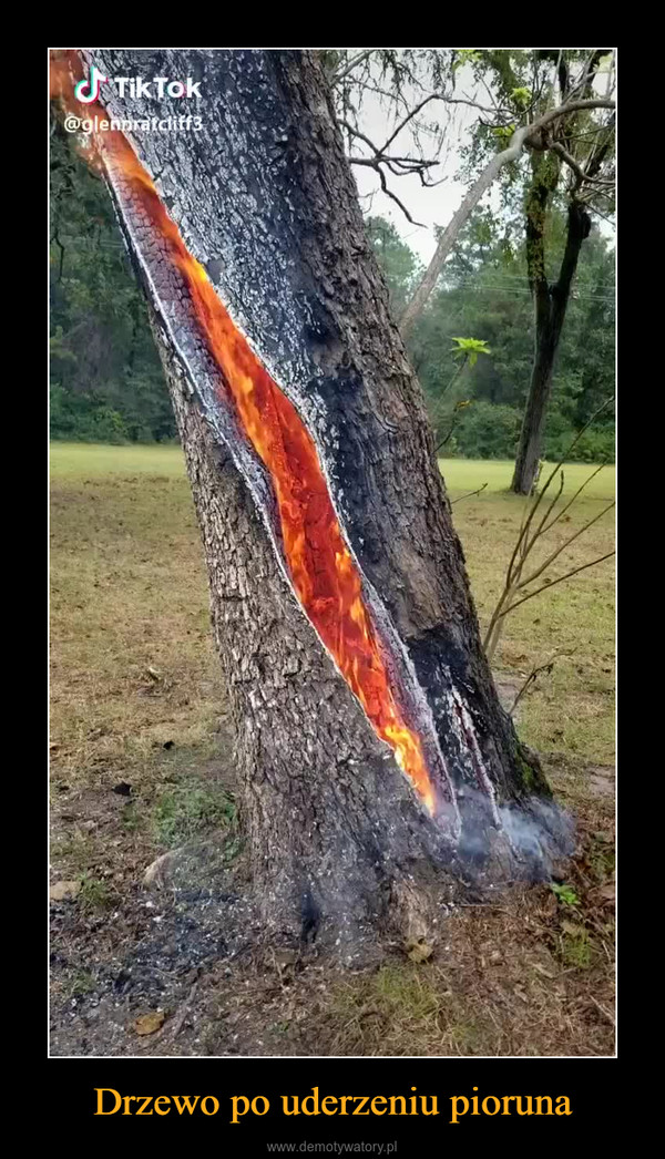 Drzewo po uderzeniu pioruna –  