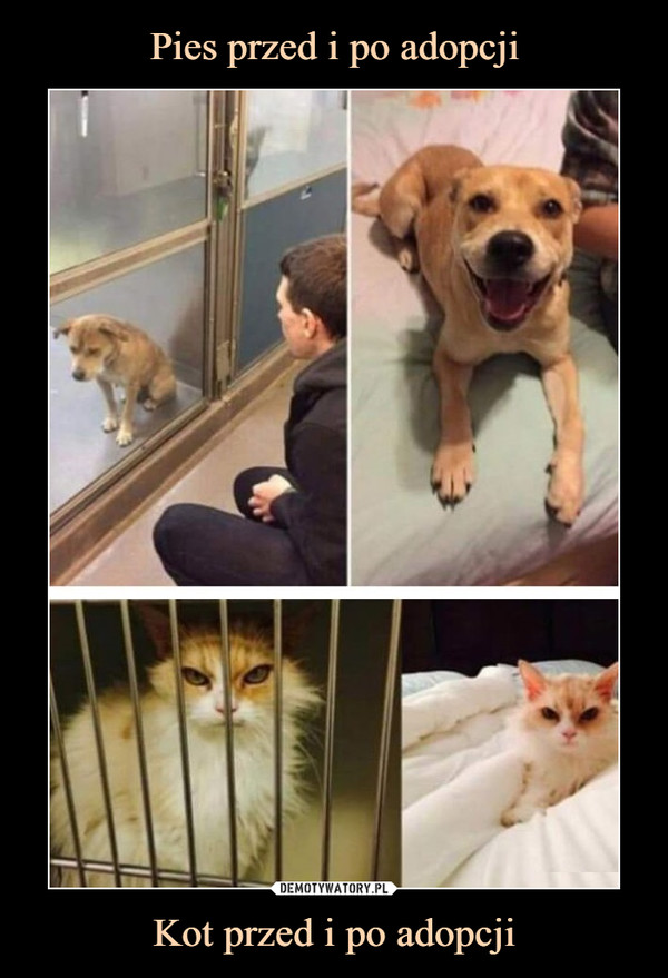 Kot przed i po adopcji –  