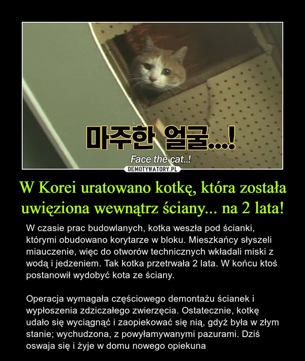 W Korei uratowano kotkę, która została uwięziona wewnątrz ściany... na 2 lata!