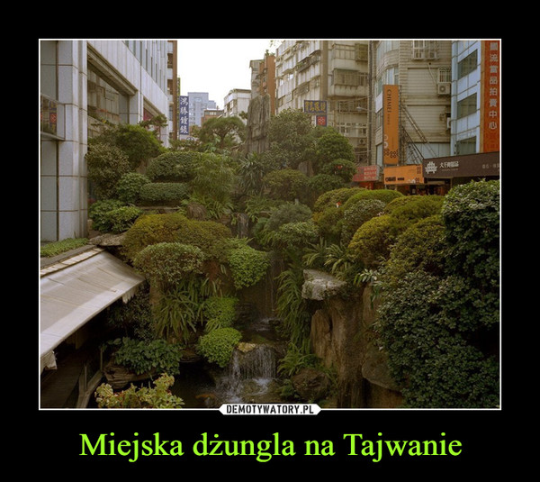 Miejska dżungla na Tajwanie