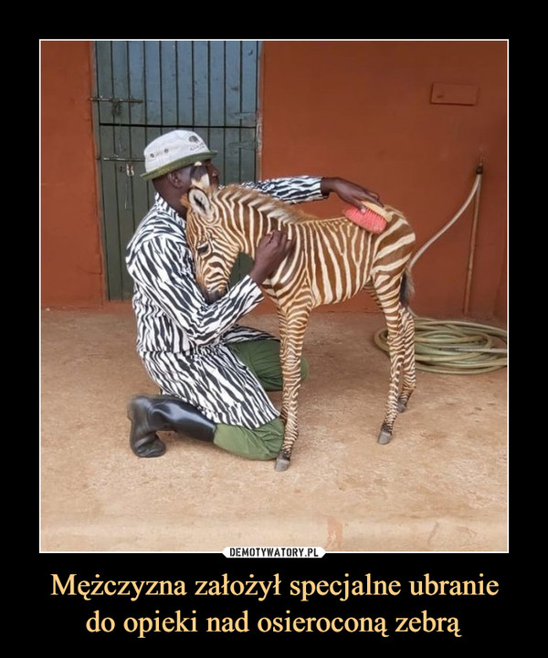Mężczyzna założył specjalne ubraniedo opieki nad osieroconą zebrą –  