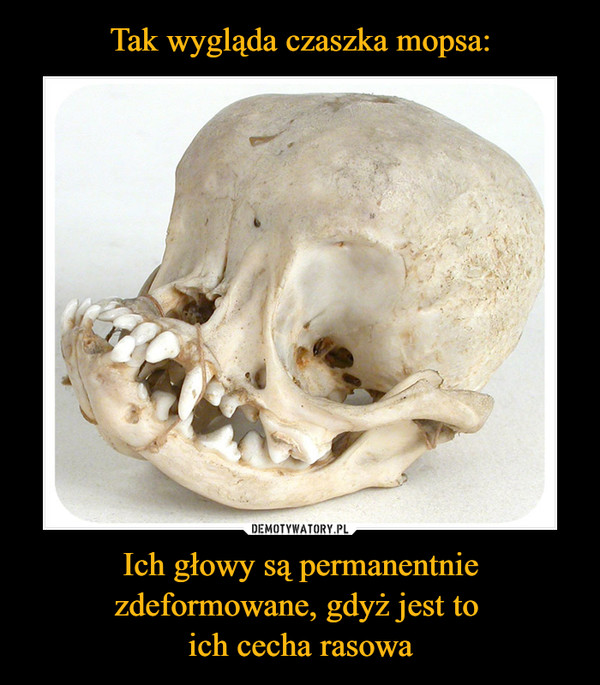 Tak wygląda czaszka mopsa: Ich głowy są permanentnie zdeformowane, gdyż jest to 
ich cecha rasowa