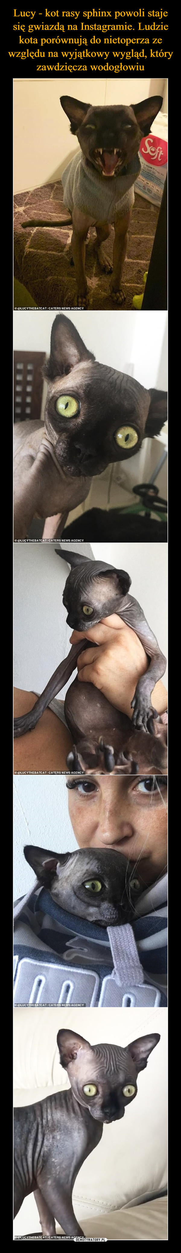 Lucy - kot rasy sphinx powoli staje się gwiazdą na Instagramie. Ludzie kota porównują do nietoperza ze względu na wyjątkowy wygląd, który zawdzięcza wodogłowiu