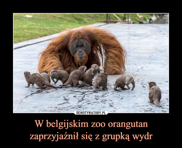 W belgijskim zoo orangutanzaprzyjaźnił się z grupką wydr –  