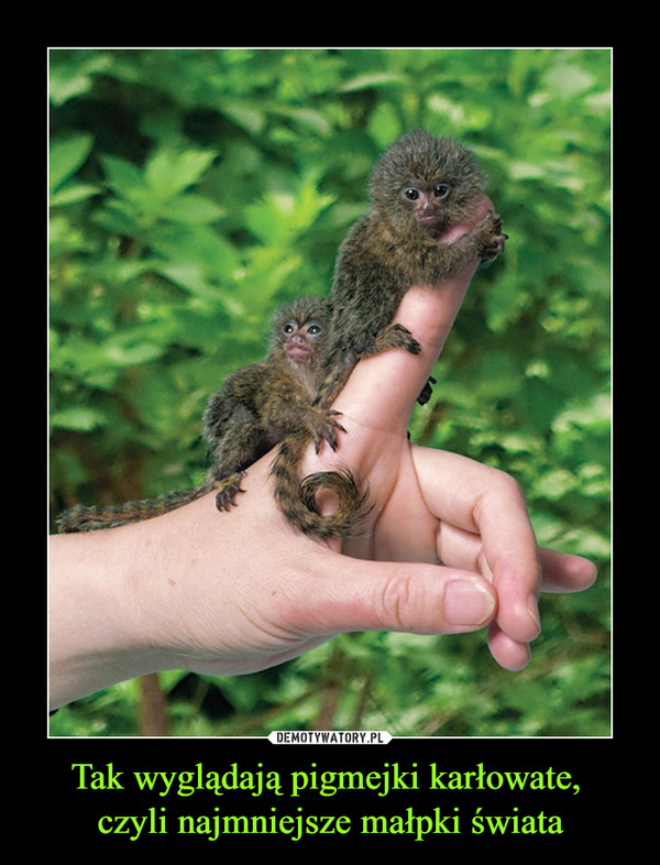 Tak wyglądają pigmejki karłowate, czyli najmniejsze małpki świata –  