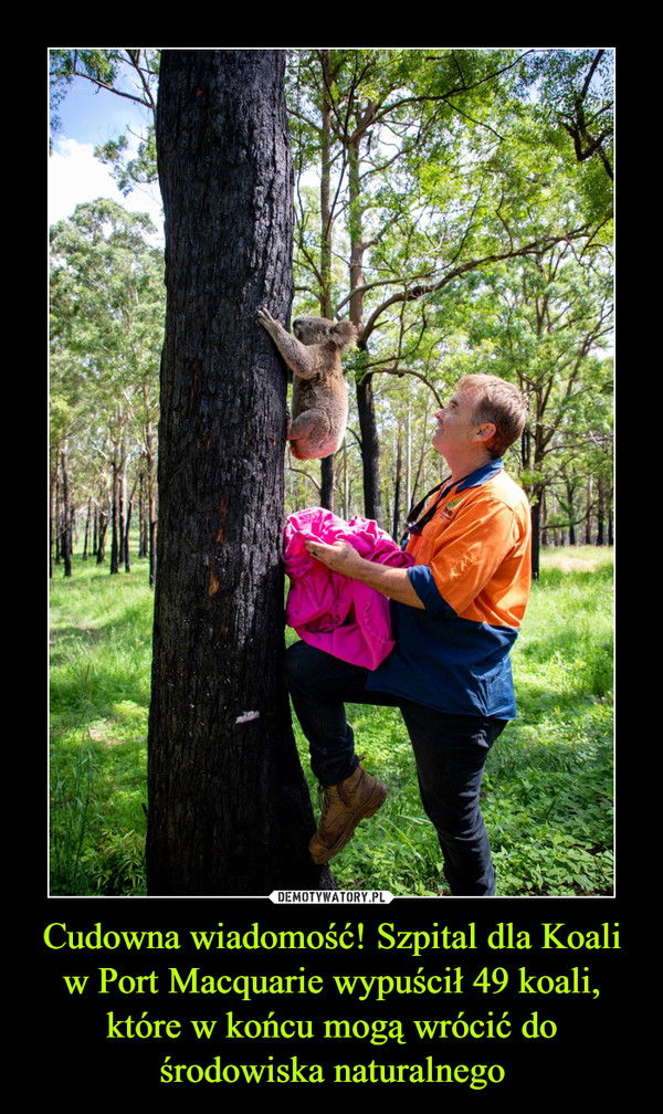 Cudowna wiadomość! Szpital dla Koali w Port Macquarie wypuścił 49 koali, które w końcu mogą wrócić do środowiska naturalnego –  