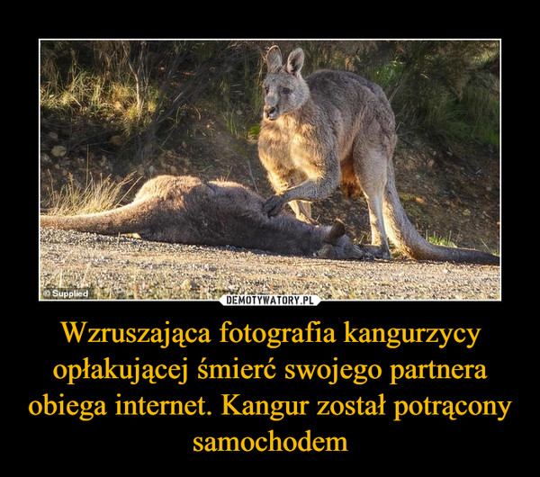 Wzruszająca fotografia kangurzycy opłakującej śmierć swojego partnera obiega internet. Kangur został potrącony samochodem –  