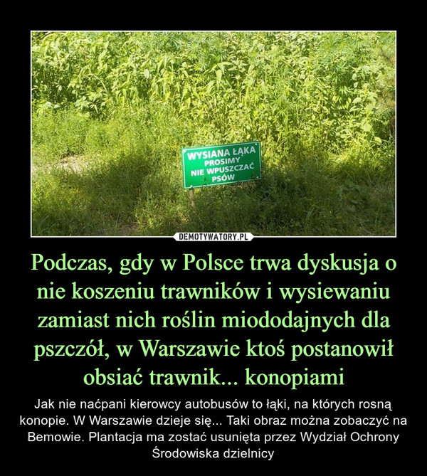 Podczas, gdy w Polsce trwa dyskusja o nie koszeniu trawników i wysiewaniu zamiast nich roślin miododajnych dla pszczół, w Warszawie ktoś postanowił obsiać trawnik... konopiami