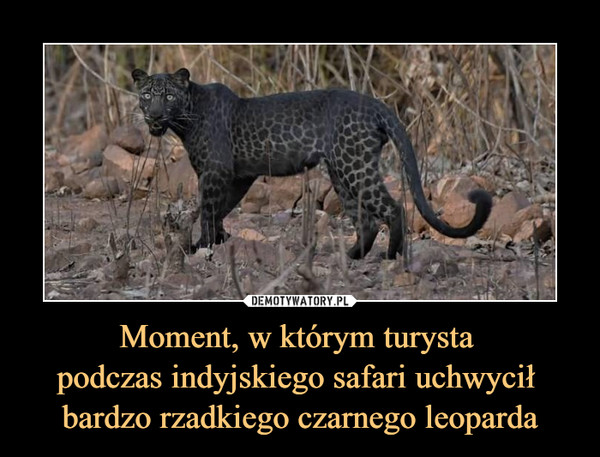 Moment, w którym turysta 
podczas indyjskiego safari uchwycił 
bardzo rzadkiego czarnego leoparda
