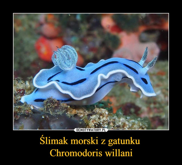 Ślimak morski z gatunku 
Chromodoris willani