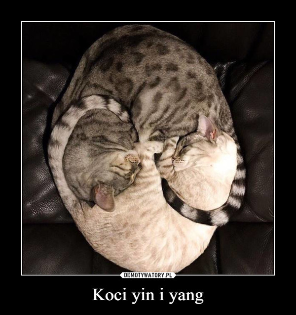 Koci yin i yang –  