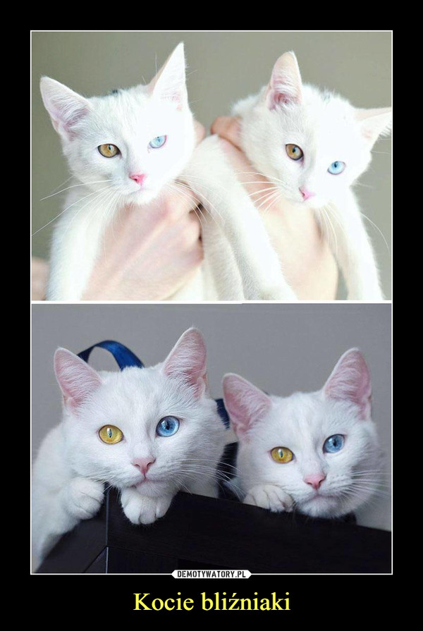 Kocie bliźniaki –  
