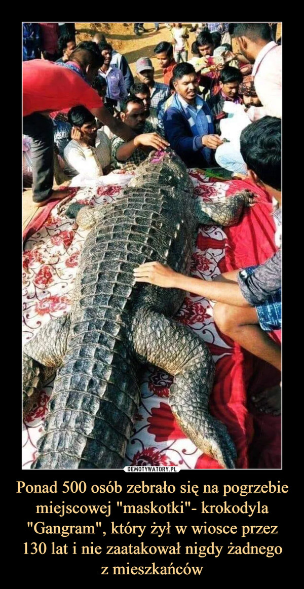 Ponad 500 osób zebrało się na pogrzebie miejscowej "maskotki"- krokodyla "Gangram", który żył w wiosce przez 130 lat i nie zaatakował nigdy żadnegoz mieszkańców –  