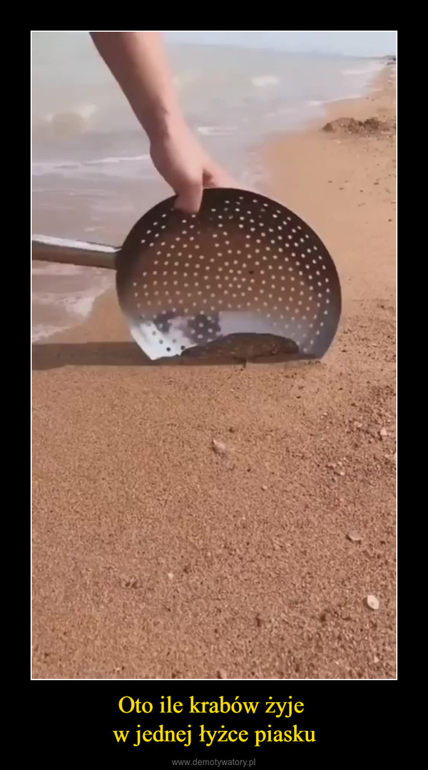 Oto ile krabów żyje w jednej łyżce piasku –  