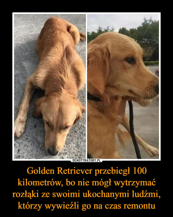 Golden Retriever przebiegł 100 kilometrów, bo nie mógł wytrzymać rozłąki ze swoimi ukochanymi ludźmi, którzy wywieźli go na czas remontu –  