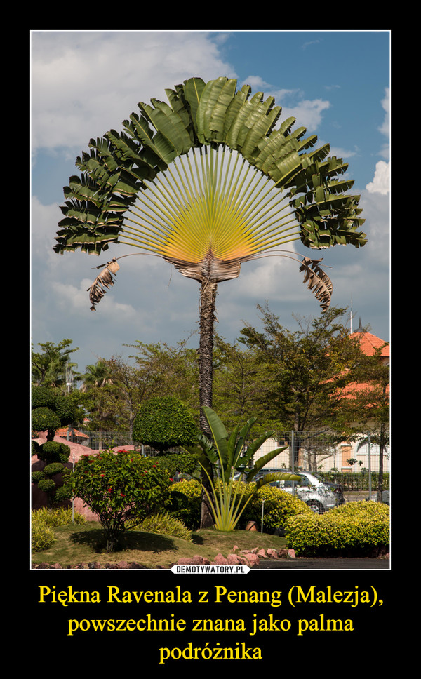 Piękna Ravenala z Penang (Malezja), powszechnie znana jako palma podróżnika –  