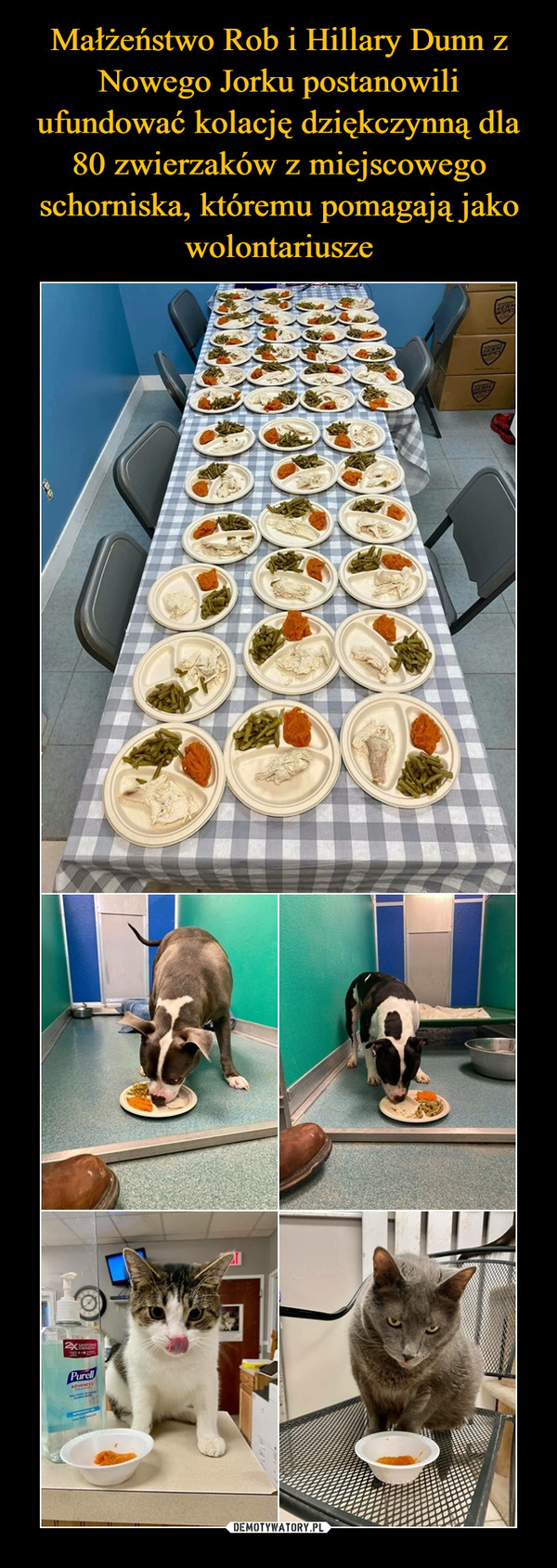 Małżeństwo Rob i Hillary Dunn z Nowego Jorku postanowili ufundować kolację dziękczynną dla 80 zwierzaków z miejscowego schorniska, któremu pomagają jako wolontariusze