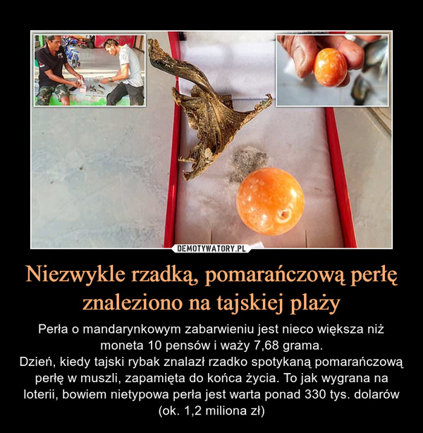 Niezwykle rzadką, pomarańczową perłę znaleziono na tajskiej plaży – Perła o mandarynkowym zabarwieniu jest nieco większa niż moneta 10 pensów i waży 7,68 grama.Dzień, kiedy tajski rybak znalazł rzadko spotykaną pomarańczową perłę w muszli, zapamięta do końca życia. To jak wygrana na loterii, bowiem nietypowa perła jest warta ponad 330 tys. dolarów (ok. 1,2 miliona zł) 