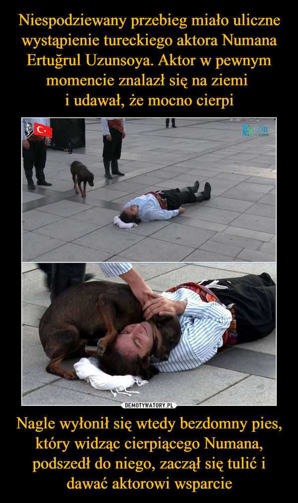 Nagle wyłonił się wtedy bezdomny pies, który widząc cierpiącego Numana, podszedł do niego, zaczął się tulić i dawać aktorowi wsparcie –  