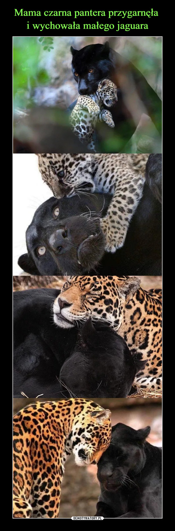 Mama czarna pantera przygarnęła 
i wychowała małego jaguara