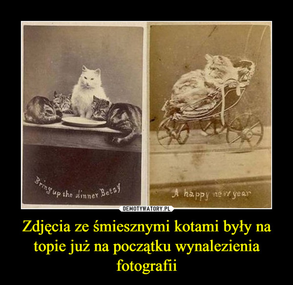 Zdjęcia ze śmiesznymi kotami były na topie już na początku wynalezienia fotografii