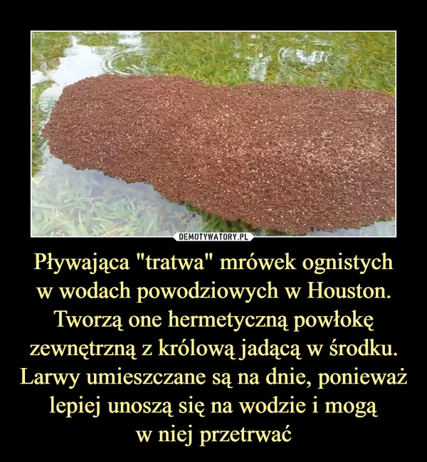 Pływająca "tratwa" mrówek ognistych
w wodach powodziowych w Houston. Tworzą one hermetyczną powłokę zewnętrzną z królową jadącą w środku. Larwy umieszczane są na dnie, ponieważ lepiej unoszą się na wodzie i mogą
w niej przetrwać