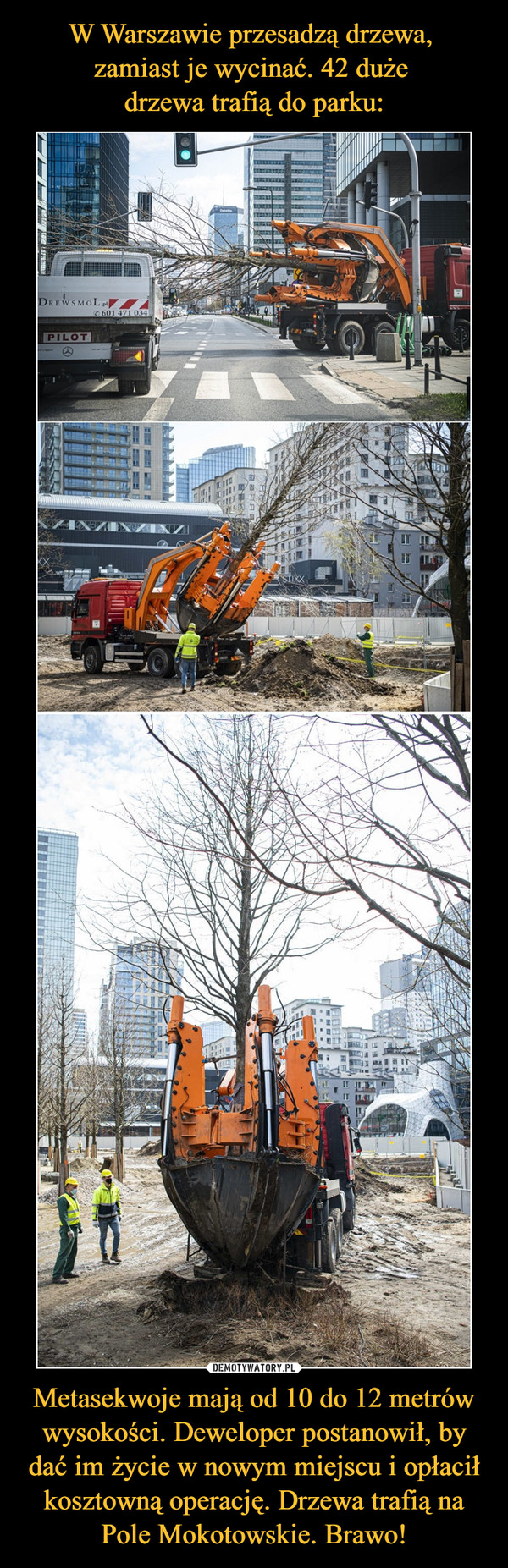 W Warszawie przesadzą drzewa, 
zamiast je wycinać. 42 duże 
drzewa trafią do parku: Metasekwoje mają od 10 do 12 metrów wysokości. Deweloper postanowił, by dać im życie w nowym miejscu i opłacił kosztowną operację. Drzewa trafią na Pole Mokotowskie. Brawo!