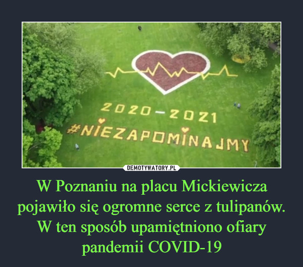 W Poznaniu na placu Mickiewicza pojawiło się ogromne serce z tulipanów. W ten sposób upamiętniono ofiary pandemii COVID-19