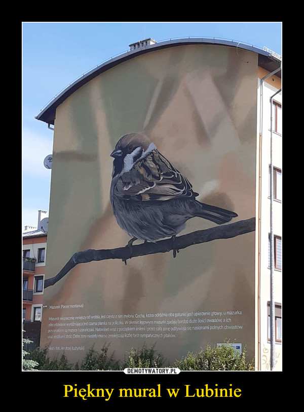 Piękny mural w Lubinie –  