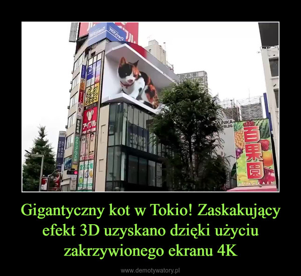 Gigantyczny kot w Tokio! Zaskakujący efekt 3D uzyskano dzięki użyciu zakrzywionego ekranu 4K –  