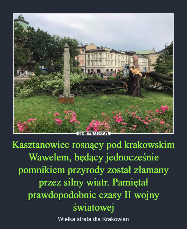 Kasztanowiec rosnący pod krakowskim Wawelem, będący jednocześnie pomnikiem przyrody został złamany przez silny wiatr. Pamiętał prawdopodobnie czasy II wojny światowej – Wielka strata dla Krakowian 