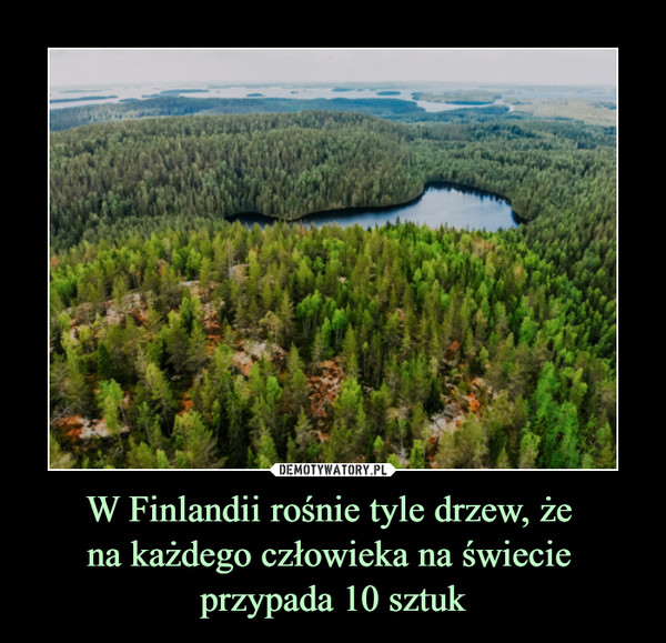 W Finlandii rośnie tyle drzew, że 
na każdego człowieka na świecie 
przypada 10 sztuk
