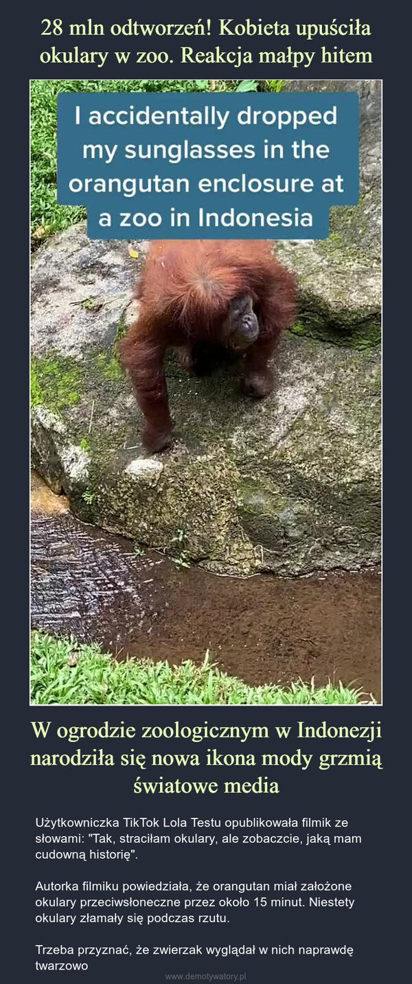 W ogrodzie zoologicznym w Indonezji narodziła się nowa ikona mody grzmią światowe media – Użytkowniczka TikTok Lola Testu opublikowała filmik ze słowami: "Tak, straciłam okulary, ale zobaczcie, jaką mam cudowną historię".Autorka filmiku powiedziała, że orangutan miał założone okulary przeciwsłoneczne przez około 15 minut. Niestety okulary złamały się podczas rzutu.Trzeba przyznać, że zwierzak wyglądał w nich naprawdę twarzowo 
