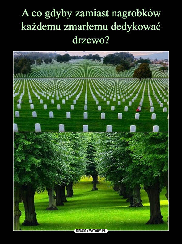 A co gdyby zamiast nagrobków każdemu zmarłemu dedykować drzewo?