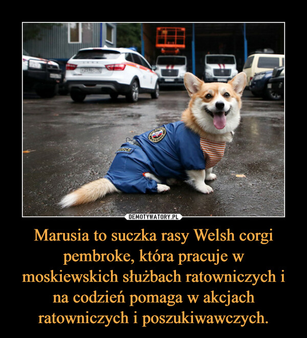 Marusia to suczka rasy Welsh corgi pembroke, która pracuje w moskiewskich służbach ratowniczych i na codzień pomaga w akcjach ratowniczych i poszukiwawczych. –  