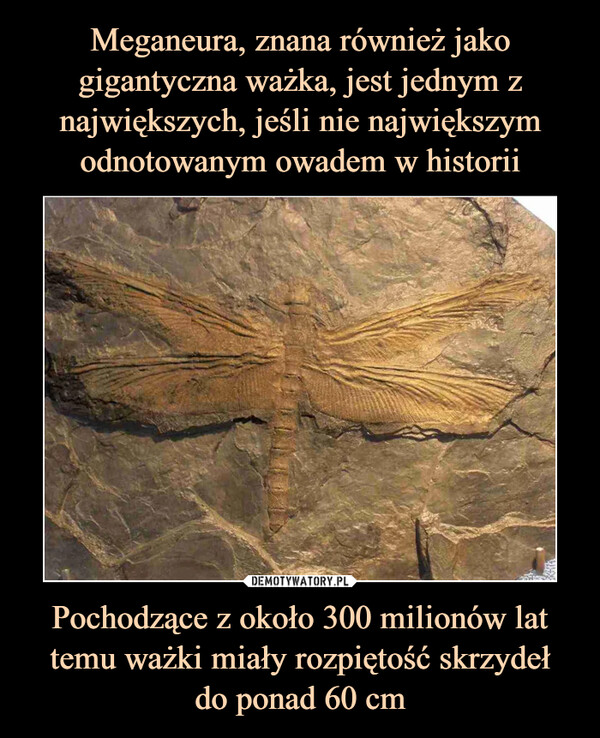 Pochodzące z około 300 milionów lat temu ważki miały rozpiętość skrzydełdo ponad 60 cm –  