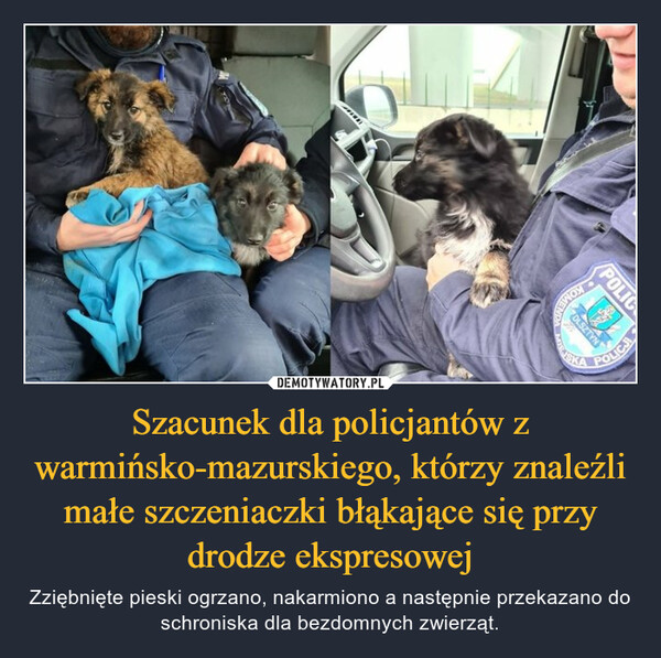 Szacunek dla policjantów z warmińsko-mazurskiego, którzy znaleźli małe szczeniaczki błąkające się przy drodze ekspresowej