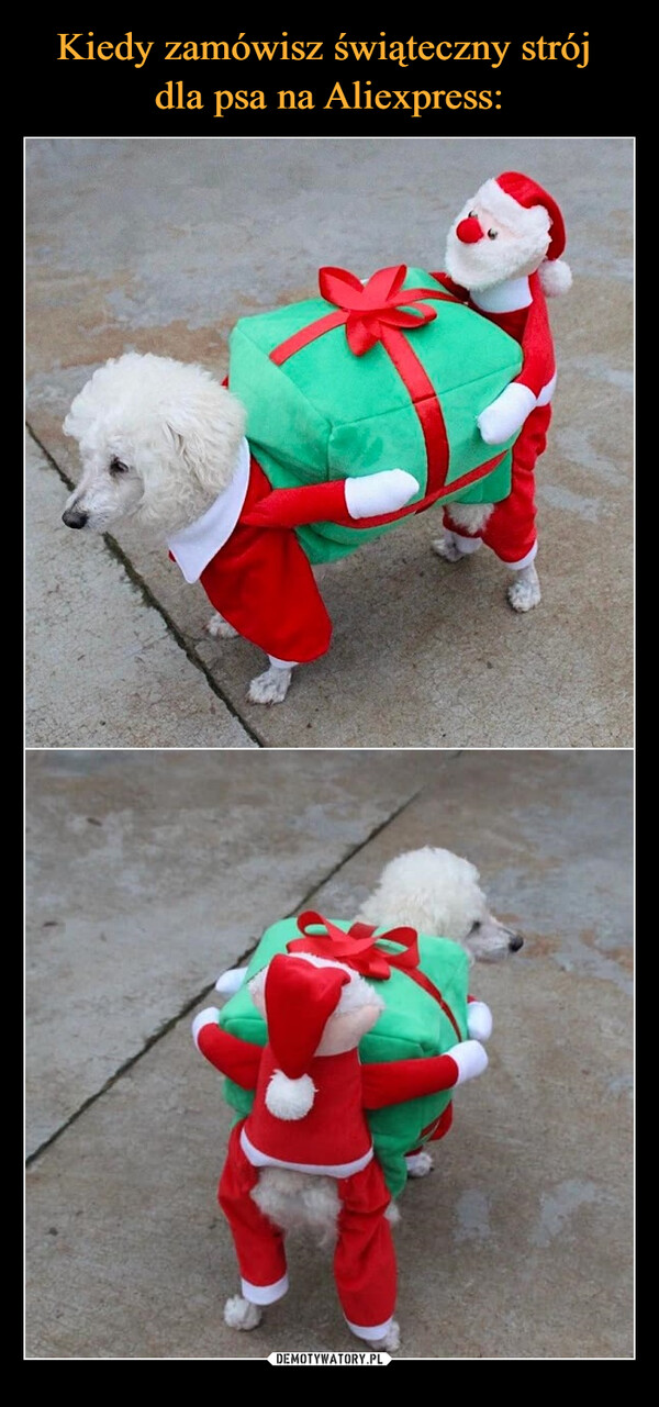 Kiedy zamówisz świąteczny strój 
dla psa na Aliexpress: