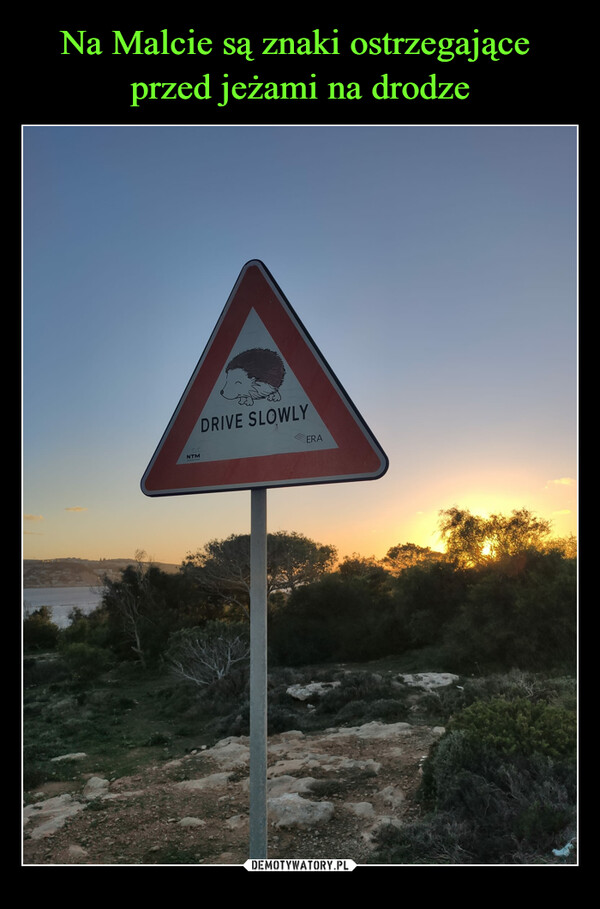 Na Malcie są znaki ostrzegające 
przed jeżami na drodze